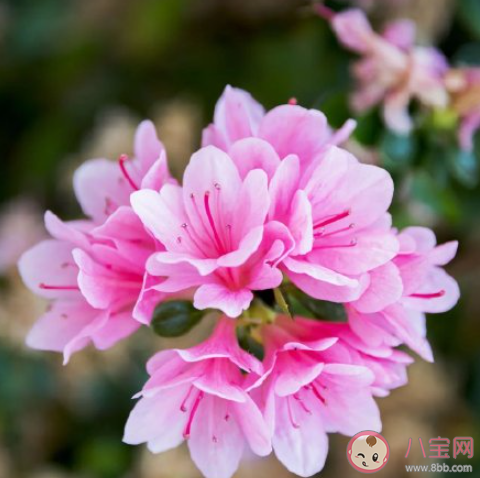 重庆杜鹃花海在哪可以看到 杜鹃花的花期是几月