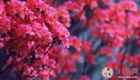 重庆杜鹃花海在哪可以看到 杜鹃花的花期是几月