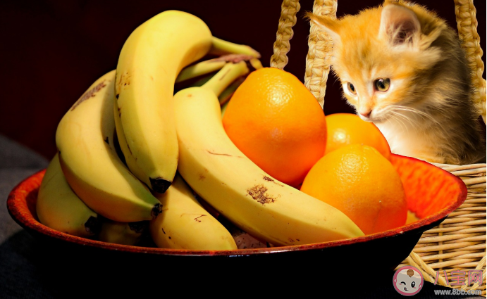 猫咪可以吃水果吗 猫咪可以吃哪些水果