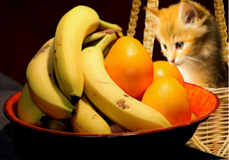 猫咪可以吃水果吗 猫咪可以吃哪些水果