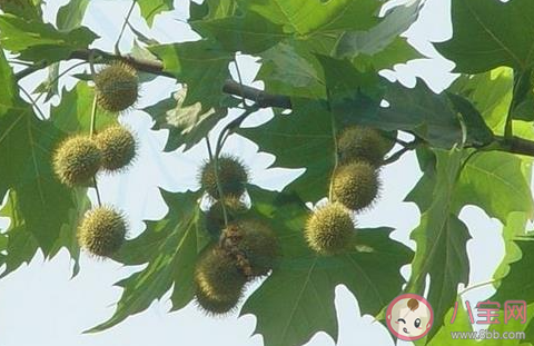 蚂蚁庄园4月2日答案：春季花粉过敏人群避免接触哪类植物