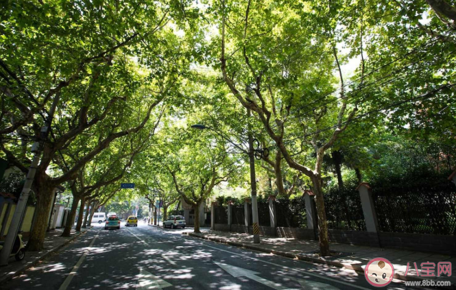 春季花粉过敏人群需避免接触哪类植物 蚂蚁庄园4月2日最新答案