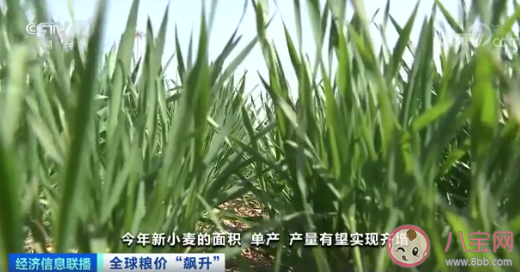 全球粮价上涨是否影响中国人 为什么粮价上涨了