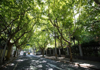 春季花粉过敏人群需避免接触哪类植物 蚂蚁庄园4月2日最新答案