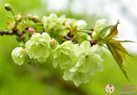 南京玄武湖绿色樱花是什么品种的 绿色樱花在哪能看到