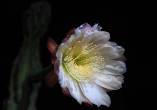 昙花一般在晚上盛开是因为要 蚂蚁庄园4月5日答案
