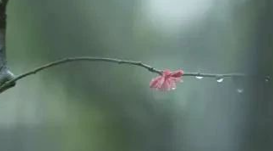 哪句诗是描写春雨的 蚂蚁庄园4月6日答案