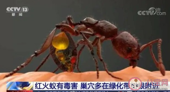 村民被红火蚁咬后休克怎么回事 被红火蚁咬伤怎么办