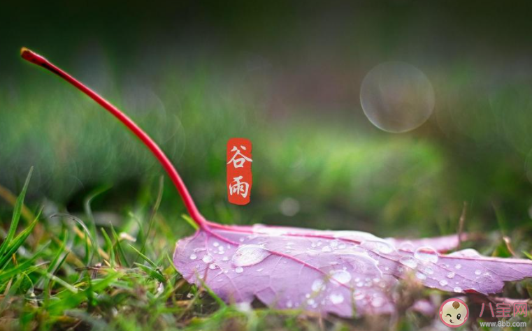 2021谷雨节气图片祝福语句子大全 2021谷雨文案祝福语图片说说