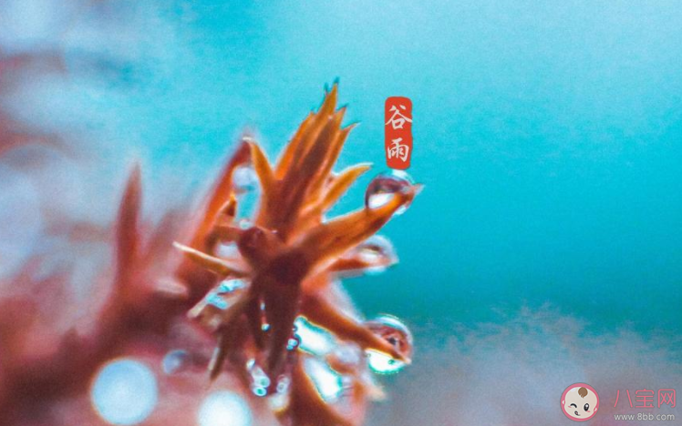 2021谷雨早安心语正能量文案说说 2021谷雨节气问好早安说说朋友圈