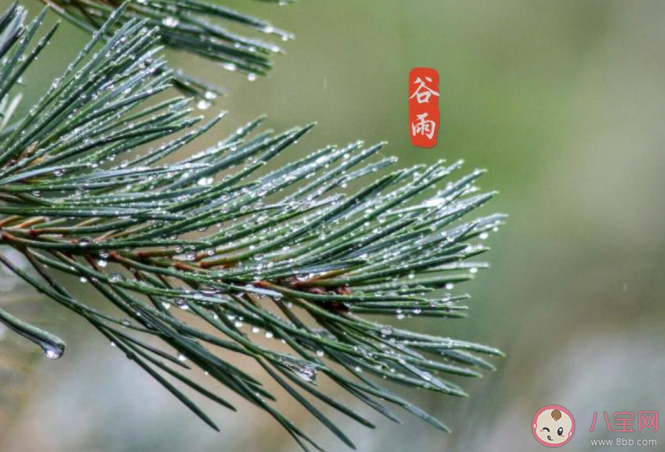 2021谷雨早安心语正能量文案说说 2021谷雨节气问好早安说说朋友圈