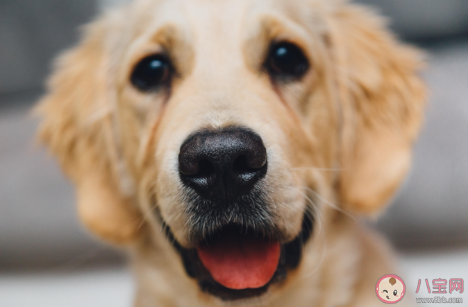 狗狗临终前为什么要找个没人的地方躲起来 狗狗在临终前会有哪些表现