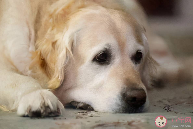 狗狗临终前为什么要找个没人的地方躲起来 狗狗在临终前会有哪些表现