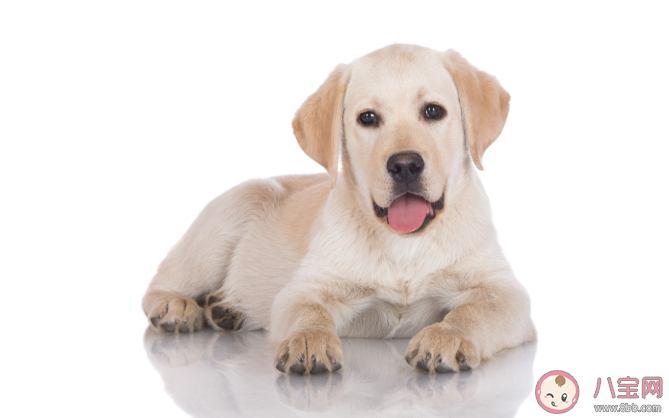 狗狗临终前为什么要找个没人的地方躲起来 狗狗在临终前会有哪些表现