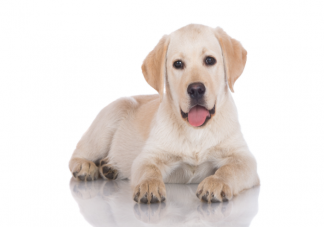 狗狗临终前为什么要找个没人的地方躲起来 狗狗在临终前会有哪些表现