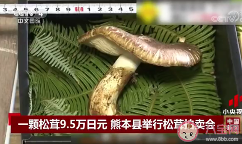 日本松茸拍卖一颗高达9.6万日元是怎么回事 松茸为什么这么贵