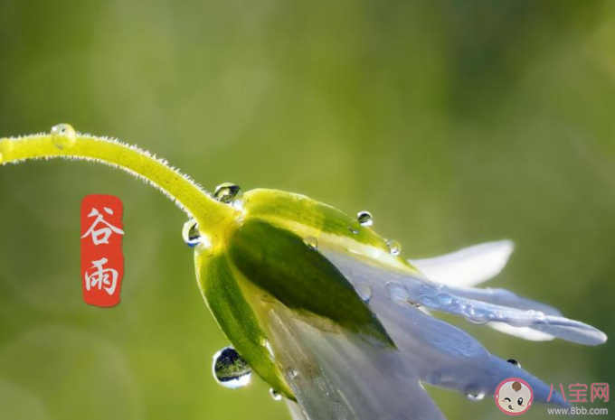 2021谷雨节气一句话问候语说说 2021谷雨到了的祝福语朋友圈 2021谷雨节气一句话问候语说说 2021谷雨到了的祝福语朋友圈