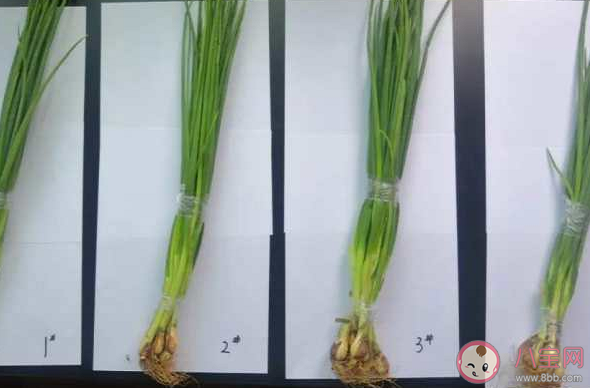 购买到掉色香葱怎么办 染色香葱如何辨别 购买到掉色香葱怎么办 染色香葱如何辨别