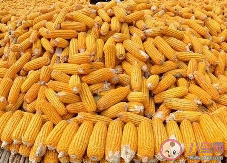 玉米价格为什么大涨 玉米价格何时恢复正常
