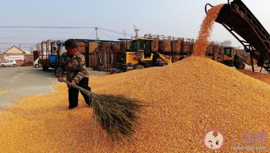 玉米价格为什么大涨 玉米价格何时恢复正常
