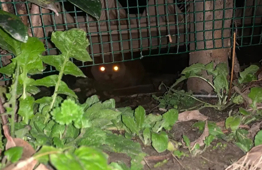 职业寻宠人是什么职业 职业寻宠人工作是怎样的 职业寻宠人是什么职业 职业寻宠人工作是怎样的