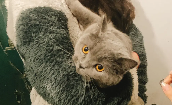 职业寻宠人是什么职业 职业寻宠人工作是怎样的