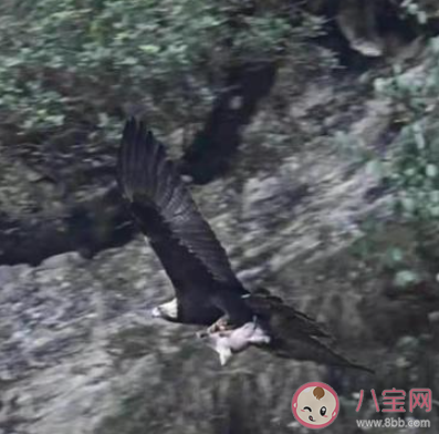 金雕抓着野猪天上飞是怎么回事 金雕一般都是吃什么