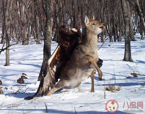 金雕抓着野猪天上飞是怎么回事 金雕一般都是吃什么