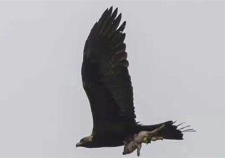 金雕抓着野猪天上飞是怎么回事 金雕一般都是吃什么