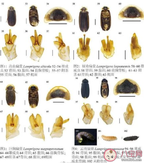 云南发现3个萤火虫新种是怎么回事 萤火虫喜欢生活在哪些地方 云南发现3个萤火虫新种是怎么回事 萤火虫喜欢生活在哪些地方