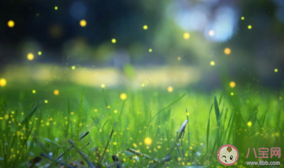 云南发现3个萤火虫新种是怎么回事 萤火虫喜欢生活在哪些地方 云南发现3个萤火虫新种是怎么回事 萤火虫喜欢生活在哪些地方