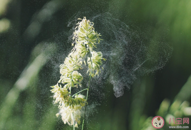 如何判断自己是否柳絮过敏 防柳絮过敏方法技能