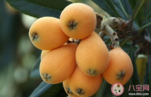 科学家用一辈子为枇杷改名是怎么回事 枇杷原产地是哪个国家 科学家用一辈子为枇杷改名是怎么回事 枇杷原产地是哪个国家