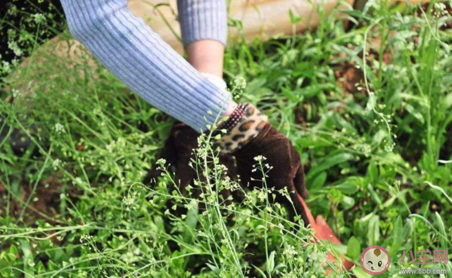 吃野菜更营养健康吗 食用野菜安全注意事项