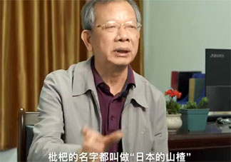 科学家用一辈子为枇杷改名是怎么回事 枇杷原产地是哪个国家