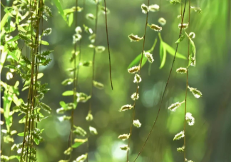 如何判断自己是否柳絮过敏 防柳絮过敏方法技能