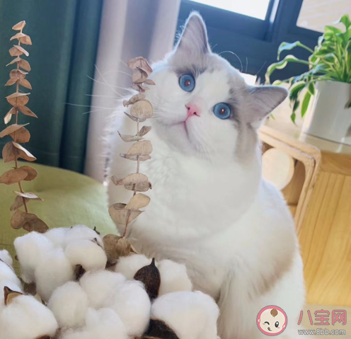 养猫会让胎儿畸形吗 ​怀孕养猫需要注意什么