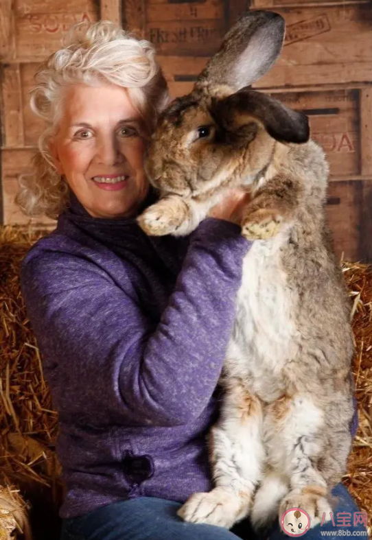 世界最大兔子被谁偷了 兔子为什么能长这么大