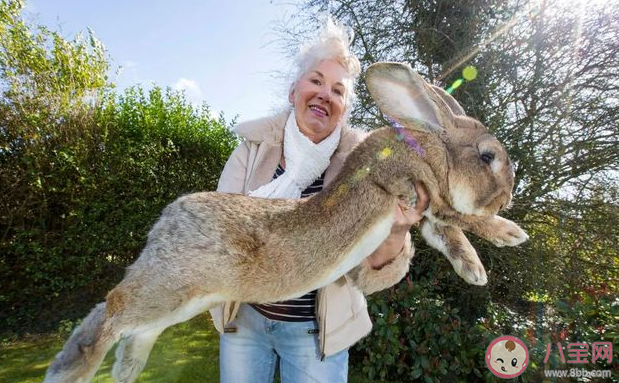世界最大兔子被谁偷了 兔子为什么能长这么大