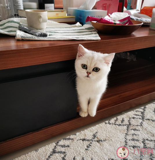 猫咪为什么喜欢在主人上厕所时跟着去 猫咪哪些表现是对主人很依赖