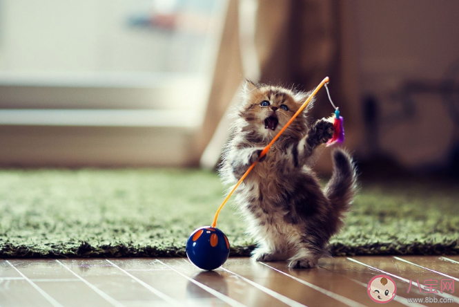 猫咪为什么喜欢在主人上厕所时跟着去 猫咪哪些表现是对主人很依赖