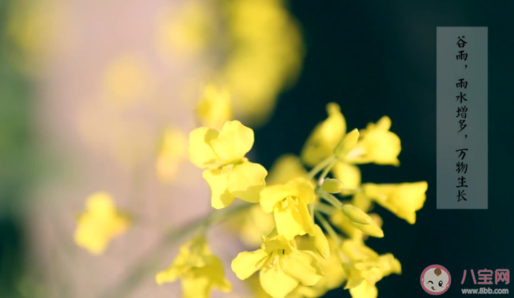 2021谷雨节气文案怎么写 谷雨创意文案示例句子分享