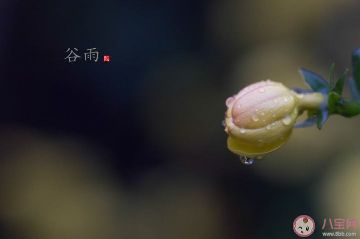 2021谷雨节气文案怎么写 谷雨创意文案示例句子分享