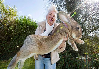 世界最大兔子被谁偷了 兔子为什么能长这么大