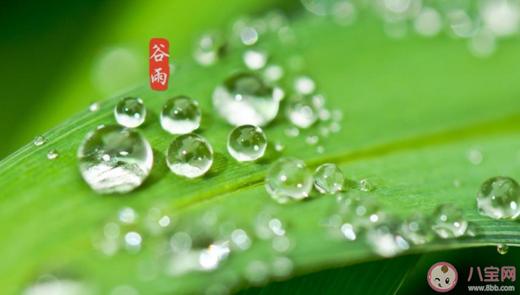 2021谷雨节气说说暖心 2021谷雨节气文案说说大全 2021谷雨节气说说暖心 2021谷雨节气文案说说大全