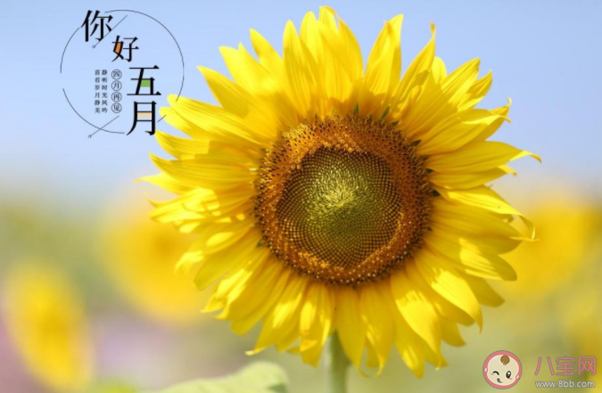 2021五月第一天图片早安心语文案说说 2021五月第一天早安句子配图 2021五月第一天图片早安心语文案说说 2021五月第一天早安句子配图