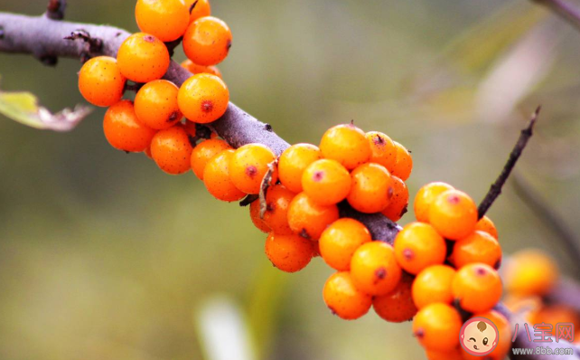 水果越酸是不是维生素C含量一定越高 维生素C和口感上的酸度有关系吗 水果越酸是不是维生素C含量一定越高 维生素C和口感上的酸度有关系吗
