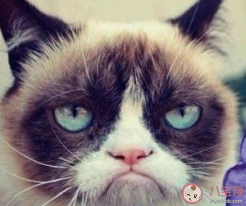 蚂蚁庄园4月22日答案:为什么人生气容易吃不下饭 蚂蚁庄园4月22日答案:为什么人生气容易吃不下饭