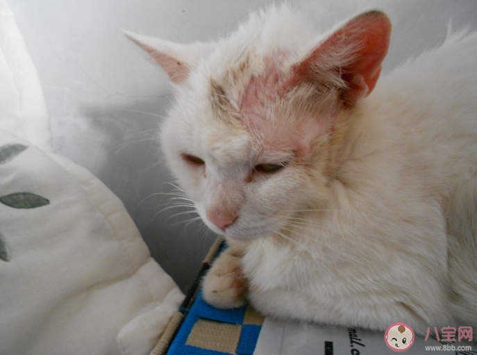 猫猫得了猫癣该怎么办 日常怎么护理 猫猫得了猫癣该怎么办 日常怎么护理
