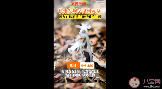 杭州哪里发现罕见幽灵草 幽灵草是什么 杭州哪里发现罕见幽灵草 幽灵草是什么